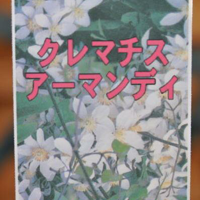 楽天市場 クレマチスアーマンディ アップルブロッサム苗 甘い香りも楽しませてくれる ガーデニング 花苗 母の日 花 ガーデニング岐阜緑園