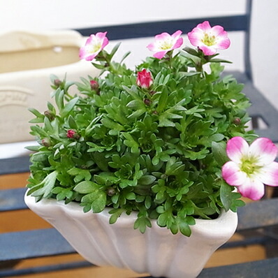 楽天市場 雲間草赤 クモマグザ レッド 次々咲かせる小花 花苗 常緑多年草 販売 通販 種類 母の日 花 ガーデニング岐阜緑園 楽天市場 雲間草赤 クモマグザ レッド 次々咲かせる小花 花苗 常緑多年草 販売 通販 種類 母の日 花 ガーデニング岐阜緑園
