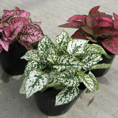 楽天市場 可愛い葉色 ヒポエステス 3色セット 観葉植物 インテリア グリーン 緑 ガーデン 母の日 花 ガーデニング岐阜緑園 楽天市場 可愛い葉色 ヒポエステス 3色セット 観葉植物 インテリア グリーン 緑 ガーデン 母の日 花 ガーデニング岐阜緑園