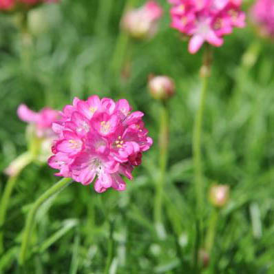 楽天市場 アルメリア ピンク苗 花苗 耐寒性常緑多年草 花芽付き 花 フラワー 販売 通販 種類 桃色 さくら色 母の日 花 ガーデニング岐阜緑園