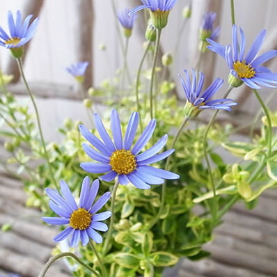 楽天市場 斑入りブルーデージー キンセイ4号鉢植え 鉢花 多年草 斑入り葉が美しいく次々とブルーの花が咲く 花 フラワー 販売 通販 種類 母の日 花 ガーデニング岐阜緑園