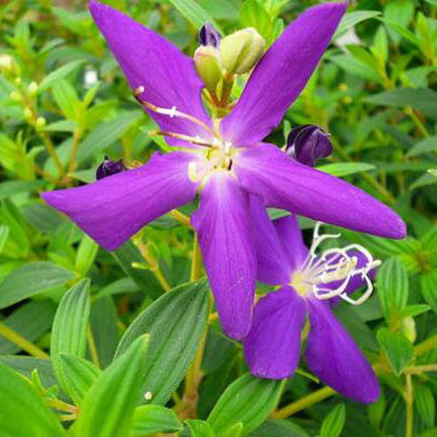 楽天市場 ノボタン コートダジュール苗 紫の花を次々咲かせる人気の花 花芽付き 花苗 母の日 花 ガーデニング岐阜緑園