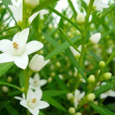 楽天市場 ホワイトサザンクロス5号鉢植え 白い星型の花が可愛らしいサザンクロス 鉢花 サザンクロス ホワイト 母の日 花 ガーデニング岐阜緑園