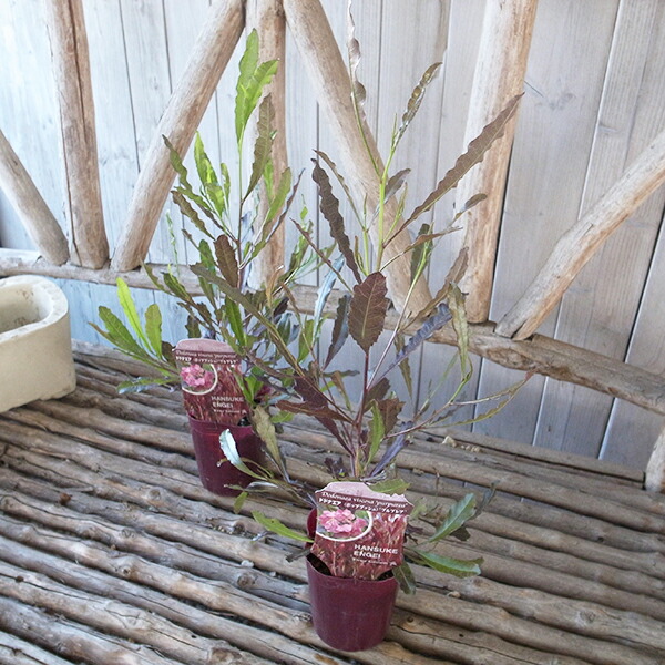 10月入荷 100粒+ ブラヘア クララ アイシーブルー 種 種子 証明書 26 種子]ブラヘア クララ アイシーブルー Brahea clara 'Icy blue' | ヤシ