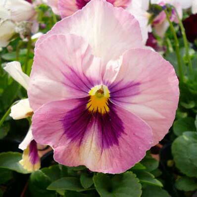 楽天市場】パンジー ディープブルーブロッチ4株♪パンジー 苗 鮮度優先