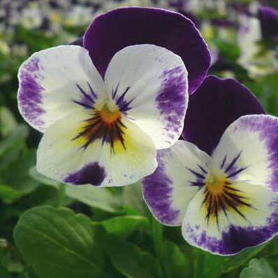 楽天市場】ビオラ パープルピコティー4株セット ビオラ苗 鮮度優先