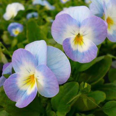 楽天市場】色変わりビオラ ネオンミクスチャー 3株セット 新品種 咲き