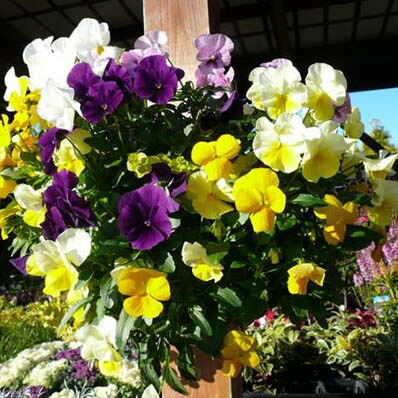 楽天市場 ヘリクリサム花かんざし ホワイト 白 花芽付き ハンギングや寄せ植え等にも人気 花苗 販売 通販 種類 母の日 花 ガーデニング岐阜緑園