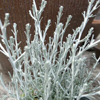 楽天市場 カロケファルス プラチーナ苗 銀色に輝くシルバーリーフが魅力 寄せ植えアイテムに人気です キク科 常緑低木 リーフ リーフプランツ 母の日 花 ガーデニング岐阜緑園