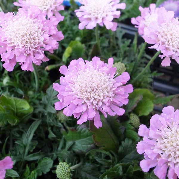 楽天市場 ピンクの花が魅力 スカビオサ ピンク苗 花苗 販売 通販 種類 母の日 花 ガーデニング岐阜緑園