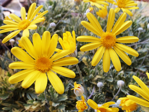 楽天市場 斑入りユリオプスデージー フィリップス苗 色鮮やかな黄花と同系色の斑入り葉が美し植物 母の日 花 ガーデニング岐阜緑園