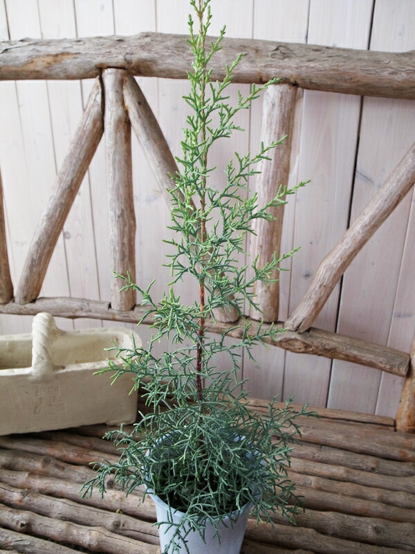 楽天市場 コニファー 鉢植え クプレサスアリゾニカ ブルーアイス 鉢植え 高さ50cmセンチ 観葉植物 母の日 花 ガーデニング岐阜緑園