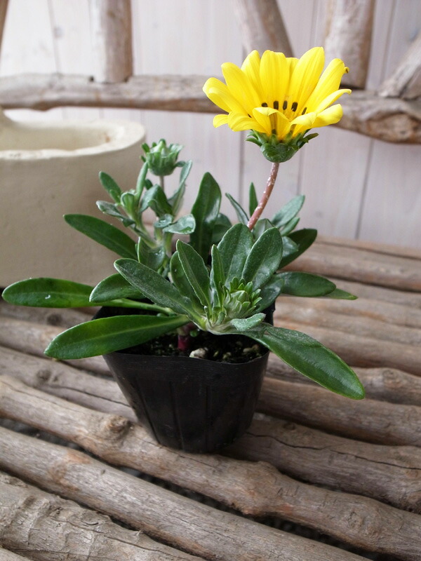 楽天市場 クーポン利用で10 Off 宿根ガザニア イエロー 黄色 苗 多年草 色鮮やかな黄色が魅力でガーデニングに人気の花 花芽付 母の日 花 ガーデニング岐阜緑園