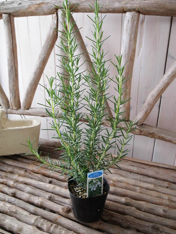 楽天市場 ローズマリー マリンブルー 大苗 ガーデニング寄せ植えアイテムとしても人気の植物 母の日 花 ガーデニング岐阜緑園