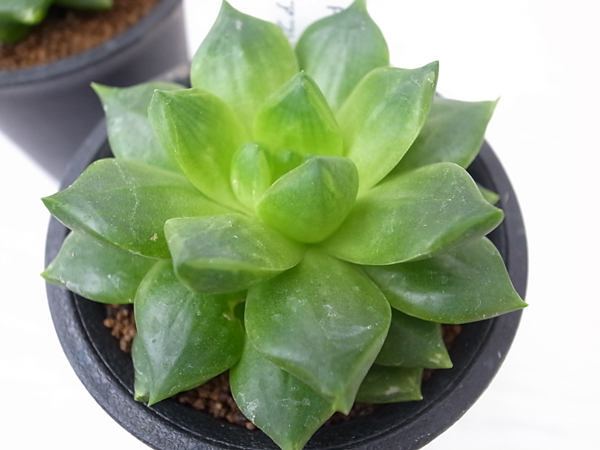 楽天市場 多肉植物 ハオルチア シンビフォルミス Ft Brown Haworthia Cymbiformis タニクショクブツ 販売 通販 多肉女子 母の日 花 ガーデニング岐阜緑園