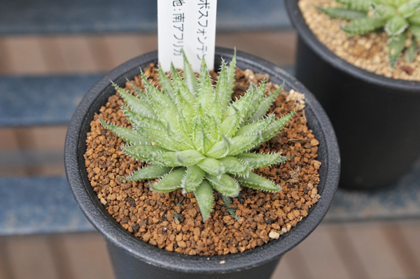 多肉植物 ハオルチア ヘルバセア ボスフォンテン Haworthia Herbacea Bosfontein タニクショクブツ 販売 通販 多肉女子 Educaps Com Br