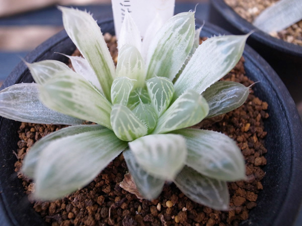 楽天市場 多肉植物 ハオルチア オブツーサ錦 Haworthia Obtusa F Variegata タニクショクブツ 販売 通販 多肉女子 母の日 花 ガーデニング岐阜緑園