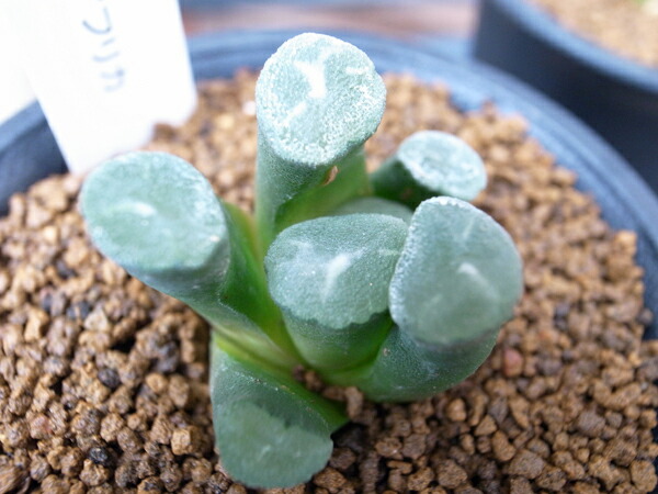 楽天市場 多肉植物 ハオルチア 万象 Haworthia Maughanii タニク