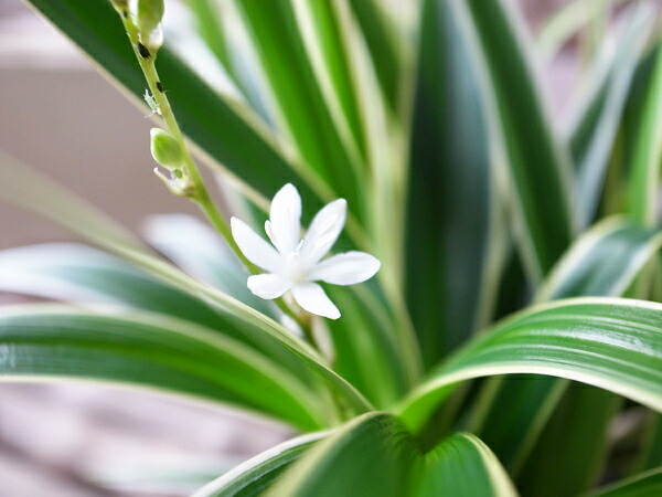 楽天市場 シャムオリヅルラン 苗 インテリア 観葉植物 母の日 花 ガーデニング岐阜緑園