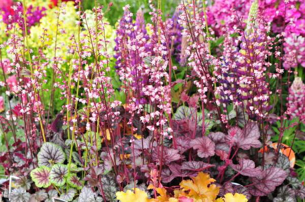 楽天市場 ヒューケラ ドルチェ ツボサンゴ ライムソルベ 大苗 カラーリーフとして人気の植物 楽天 母の日 花 ガーデニング岐阜緑園