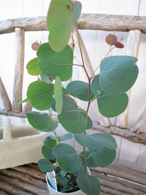 楽天市場 ハートリーフユーカリ ポポラス 4号鉢 シルバーグリーンのハート形 室内インテリア 観葉植物 高さ40cmセンチ 母の日 花 ガーデニング岐阜緑園