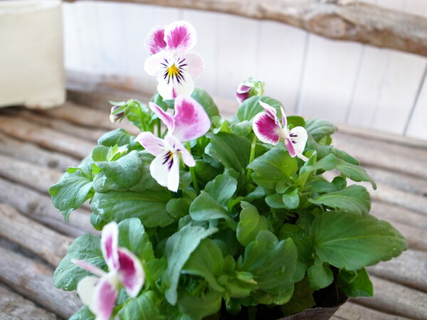 楽天市場 ビオラ ピンクラビット 3 5号 ビオラ 苗 春にはよりたくさんの花を咲かせます 花芽付ポット ビオラ苗 母の日 花 ガーデニング岐阜緑園