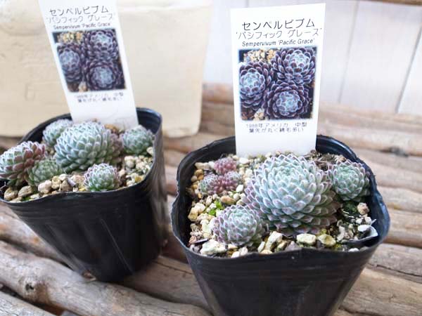 紅葉センペルビウム パシフィックグレース 3号 多肉植物 タニク