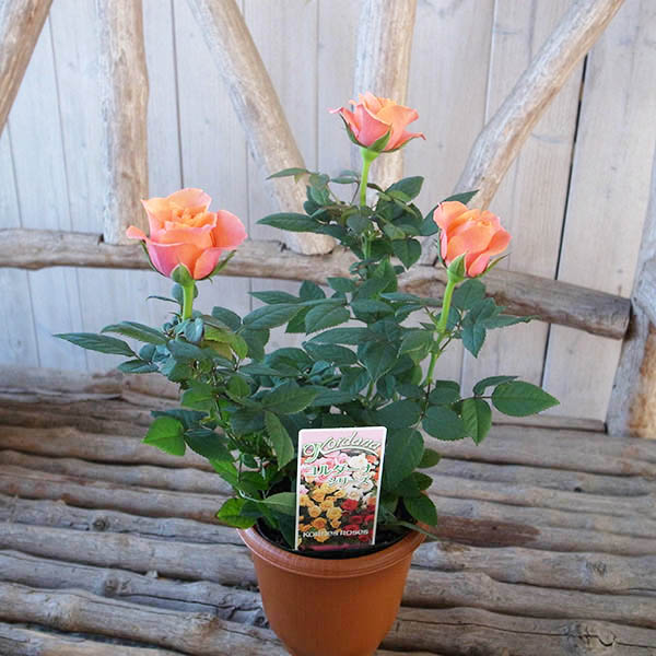 楽天市場 ミニバラ アロハコルダーナ 3 5号鉢 ミニバラの中でも大輪の種類 色鮮やかなオレンジにイエローが混じる花 母の日 花 ガーデニング岐阜緑園
