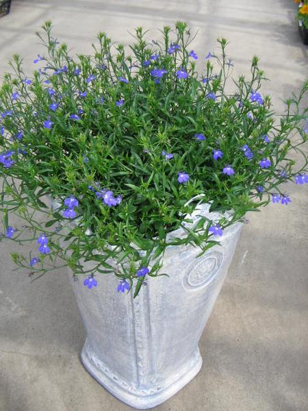 楽天市場 ロベリア ブルースター大苗 花苗 宿根草 販売 通販 種類 母の日 花 ガーデニング岐阜緑園