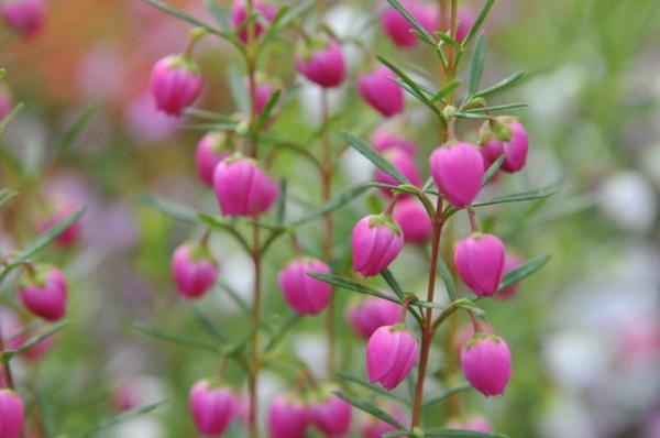 楽天市場 ベル咲きピンクの花 ボロニア ヘテロフィラ苗 花苗 母の日 花 ガーデニング岐阜緑園