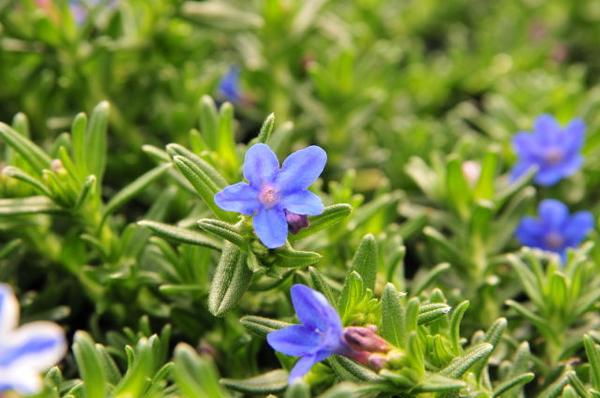 楽天市場 ホタルカズラ リソドラ 星咲きの花 ミヤマホタルカズラ クリスタルブルー苗 青 花苗 母の日 花 ガーデニング岐阜緑園