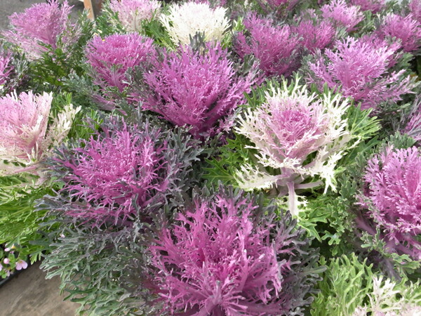 楽天市場 葉牡丹 ハボタン パリジェンヌ 2株セット ハボタン販売 通販 種類 母の日 花 ガーデニング岐阜緑園