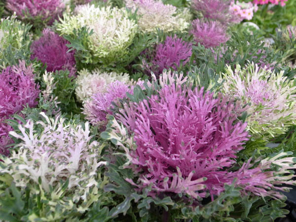 楽天市場 葉牡丹 ハボタン パーティードレス ハボタン販売 通販 種類 母の日 花 ガーデニング岐阜緑園