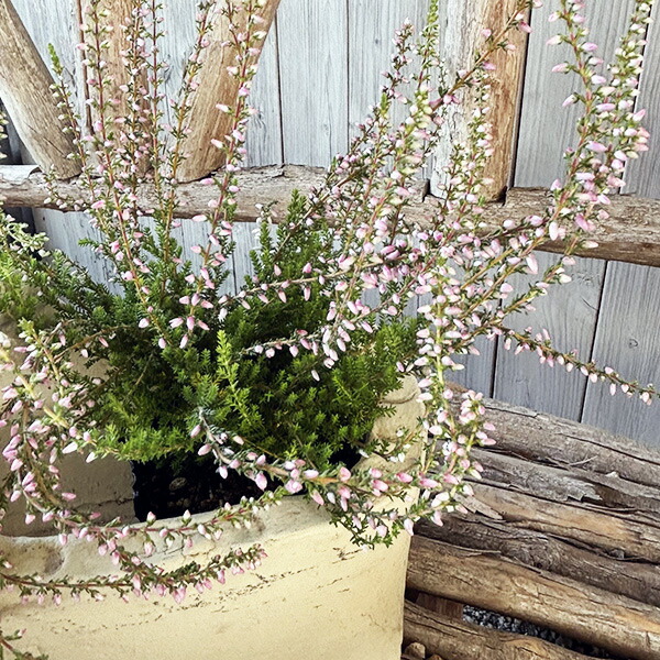 楽天市場 カルーナガーデンガールズ ピンク 花苗 販売 通販 種類 母の日 花 ガーデニング岐阜緑園