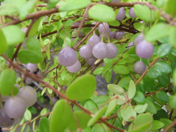 楽天市場 真珠コケモモ 珍植物 宝石のなる木 ガーデニング 花苗 販売 通販 種類 シルバー ホワイト パープル 母の日 花 ガーデニング岐阜緑園