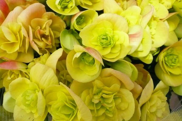 楽天市場 リーガースベコニア コスモノア5号鉢植え 色鮮やかな幸運色 鉢花 販売 通販 種類 母の日 花 ガーデニング岐阜緑園