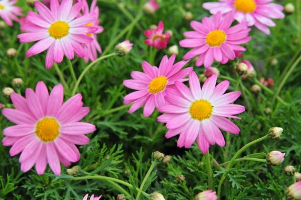 楽天市場 マーガレット ピンクバイカラー苗 色鮮やかなピンクが魅力的 ガーデニング 花苗 母の日 花 ガーデニング岐阜緑園