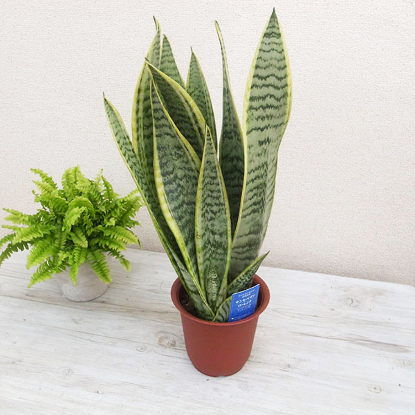 楽天市場 サンスベリア ローレンチ4号サイズ 観葉植物 サンスベリア 管理も容易で部屋のグリーンに最適なサンスベリア 観葉植物 高さ50cm サンスベリア 母の日 花 ガーデニング岐阜緑園