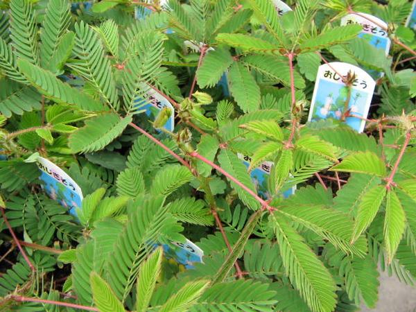 楽天市場 おじぎ草3株セット オジギソウ 夏場の人気者触れるだけで眠ってしまう不思議な植物 オジギ草 インテリア ガーデン 緑 グリーン 母の日 花 ガーデニング岐阜緑園