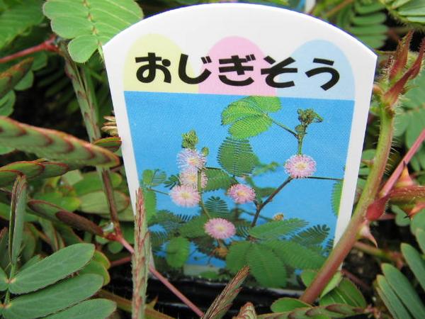 楽天市場 おじぎ草3株セット オジギソウ 夏場の人気者触れるだけで眠ってしまう不思議な植物 オジギ草 インテリア ガーデン 緑 グリーン 母の日 花 ガーデニング岐阜緑園