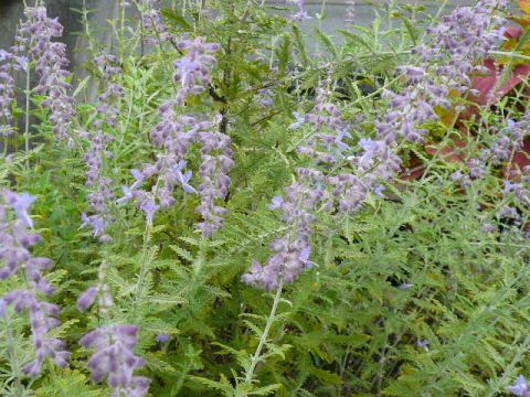 楽天市場 芳香ある青紫色の花 ロシアンセージ苗 ハーブの仲間で毎年元気良く咲いてくれる花 母の日 花 ガーデニング岐阜緑園