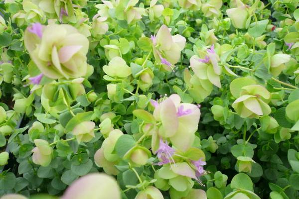 楽天市場 オレガノケントビューティー花芽付き オレガノ 幻想的なピンクの花で寄せ植えのワンポイントにまたハンギング等に最適 販売 通販 種類 グリーン 緑 母の日 花 ガーデニング岐阜緑園