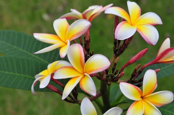 楽天市場 南国の花を自宅で プルメリア ハワイアンレインボー６号 ガーデニング 鉢花 母の日 花 ガーデニング岐阜緑園