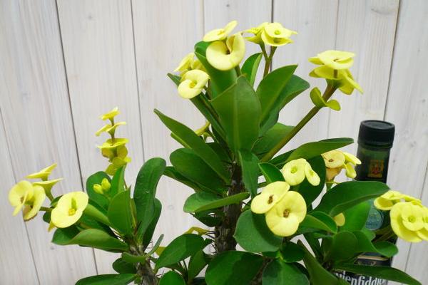 楽天市場 黄色の花が珍しい 黄花 花キリン５号 ガーデニング 鉢花 母の日 花 ガーデニング岐阜緑園