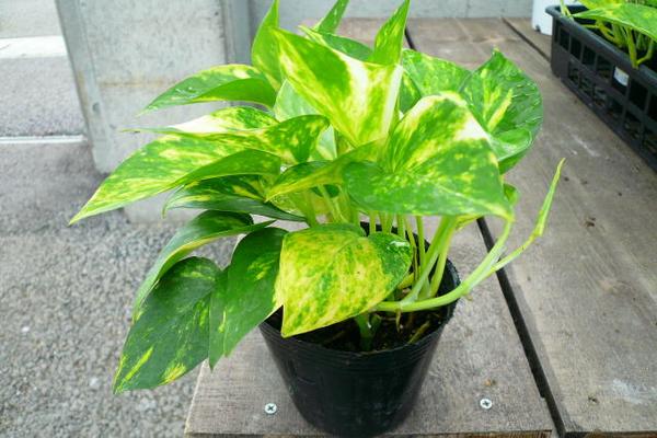 楽天市場 ポトス 観葉植物 夏にグングン成長するゴールデン ポトス 育てやすいポトス 観葉植物 ゴールデンポトス 母の日 花 ガーデニング岐阜緑園