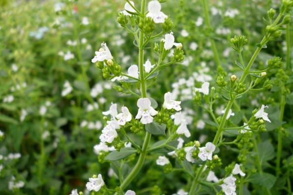 楽天市場 カラミンサ 花苗 カラミンサ 丈夫な宿根草 カラミンサ苗 ホワイト 夏の花 おしゃれ 販売 通販 種類 母の日 花 ガーデニング岐阜緑園