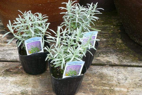 楽天市場 ラベンダーグロッソ苗3株セット パープル 紫 育てやすい人気種 ハーブ ラベンダー グロッソ Lavender 販売 通販 種類 母の日 花 ガーデニング岐阜緑園