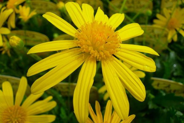 楽天市場 マーガレットに似た可愛い黄色の花 マーガレットコスモス苗 花苗 母の日 花 ガーデニング岐阜緑園