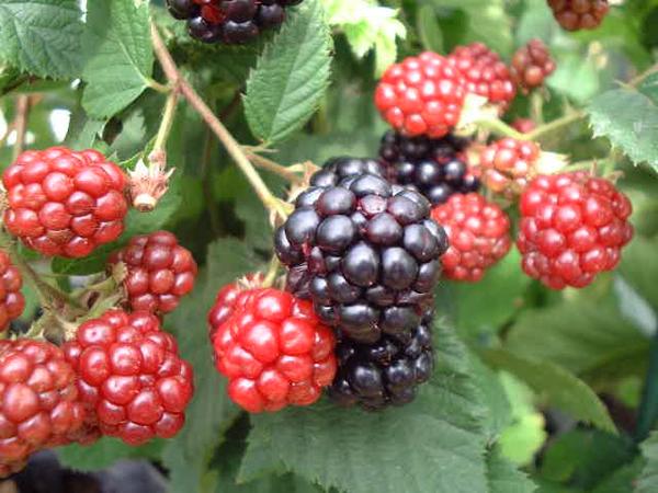 楽天市場 木いちご 木イチゴ 木苺 レッド 赤 黒 3号サイズのポット苗 ブラックベリー苗 果物 母の日 花 ガーデニング岐阜緑園