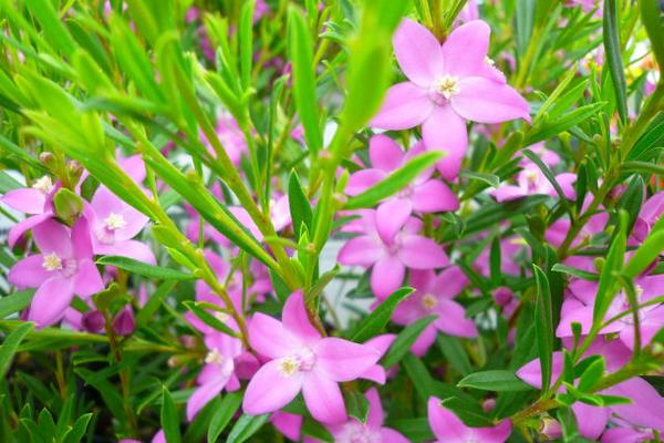 楽天市場 サザンクロス ピンク 花苗 星型のピンクの花が可愛らしい 寄せ植え等に人気の花 販売 通販 種類 母の日 花 ガーデニング岐阜緑園